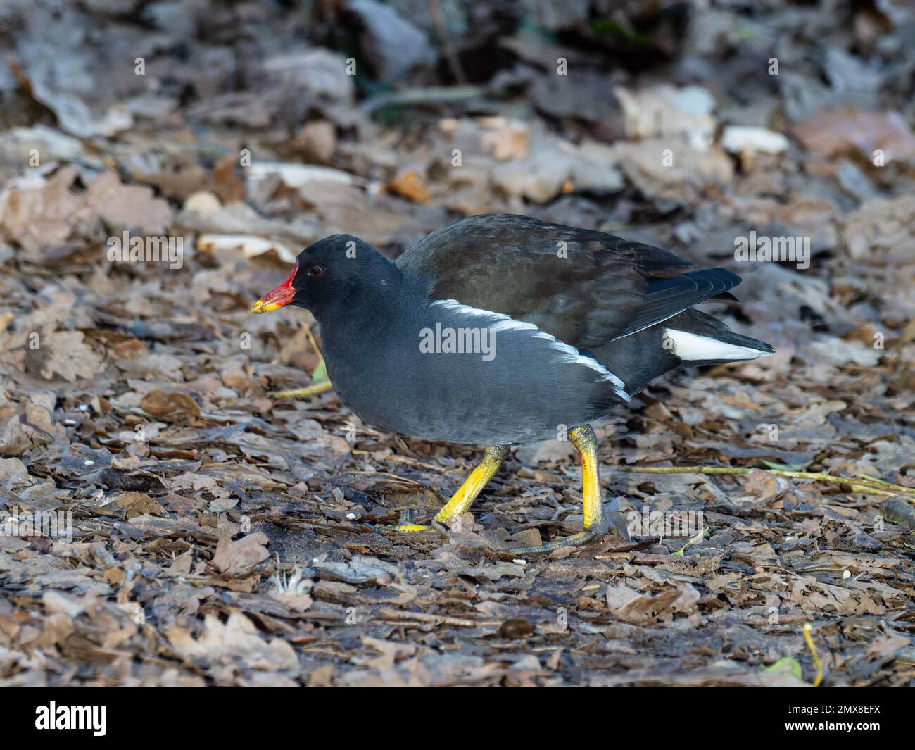 Une moorhen commune, Gallinula chloropus, également connue sous le nom de poule aux eaux ou de poulet marécageux, debout sur une rive de lac. Banque D'Images