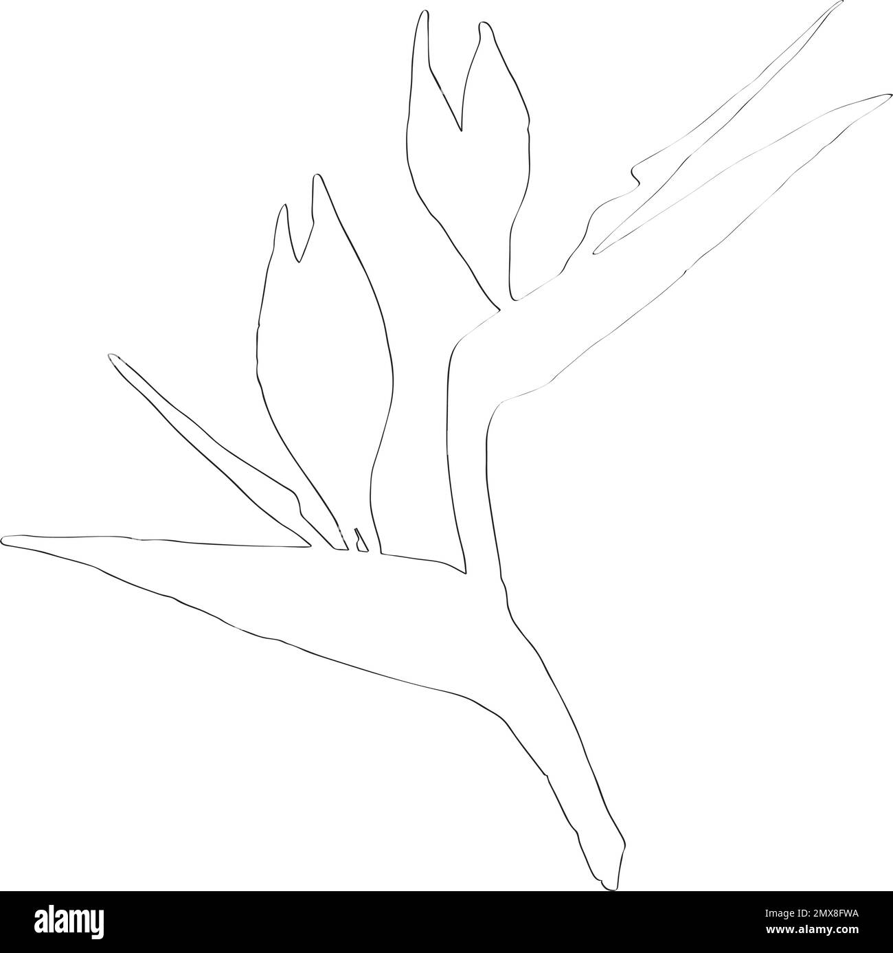 Esquisse vectorielle Strelitzia Illustration de Vecteur
