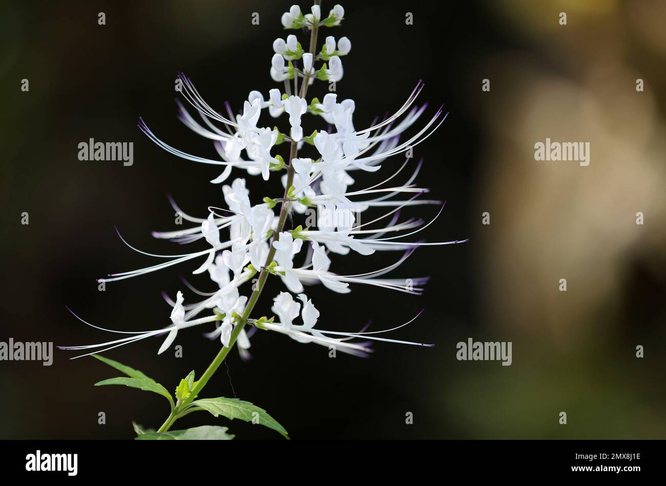 Fleurs de whiskers de chat blanc - jardin botanique de fort Worth, Texas Banque D'Images