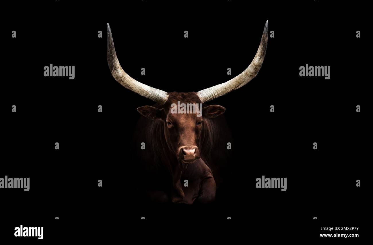 Portrait d'un bétail Ankole-Watusi Longhorn sur fond noir, espace négatif, espace de copie Banque D'Images