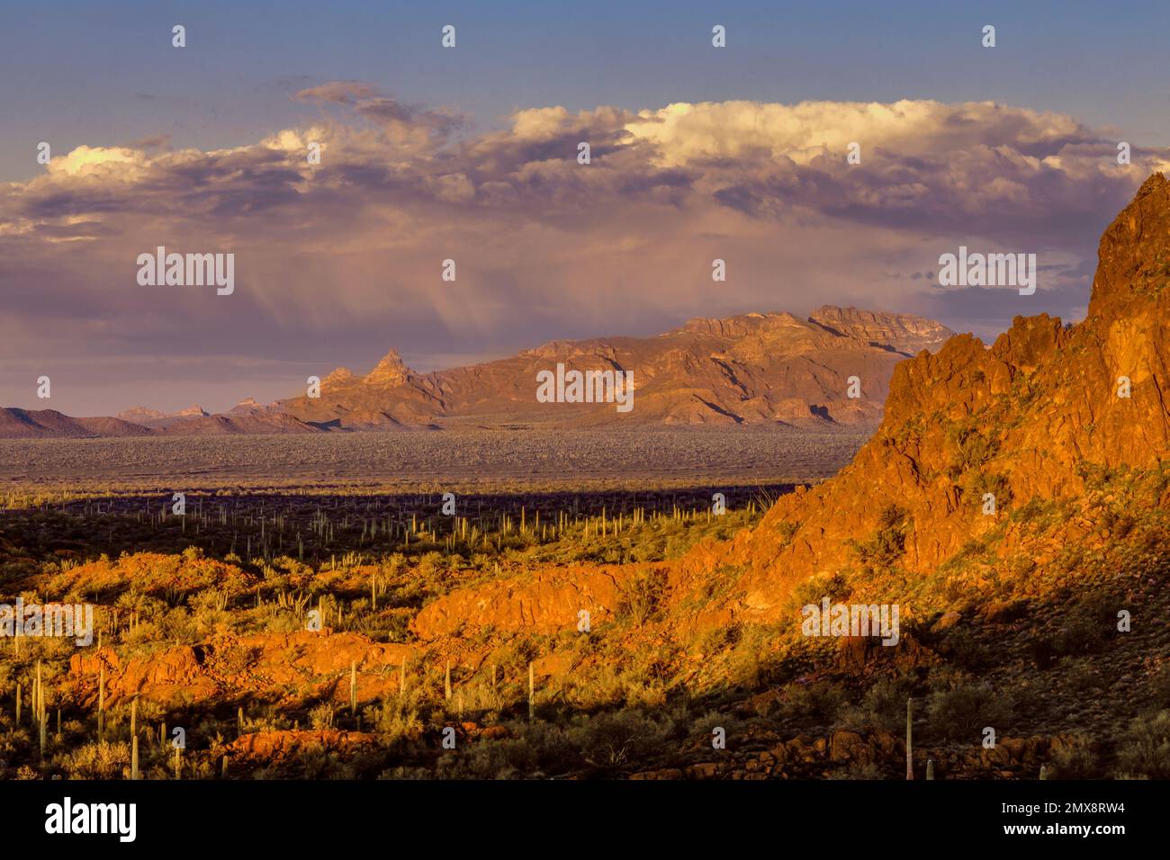 Coucher de soleil, vallée de Sonoyta, montagnes Ajo, Monument national de Organ Pipe Cactus, Arizona Banque D'Images