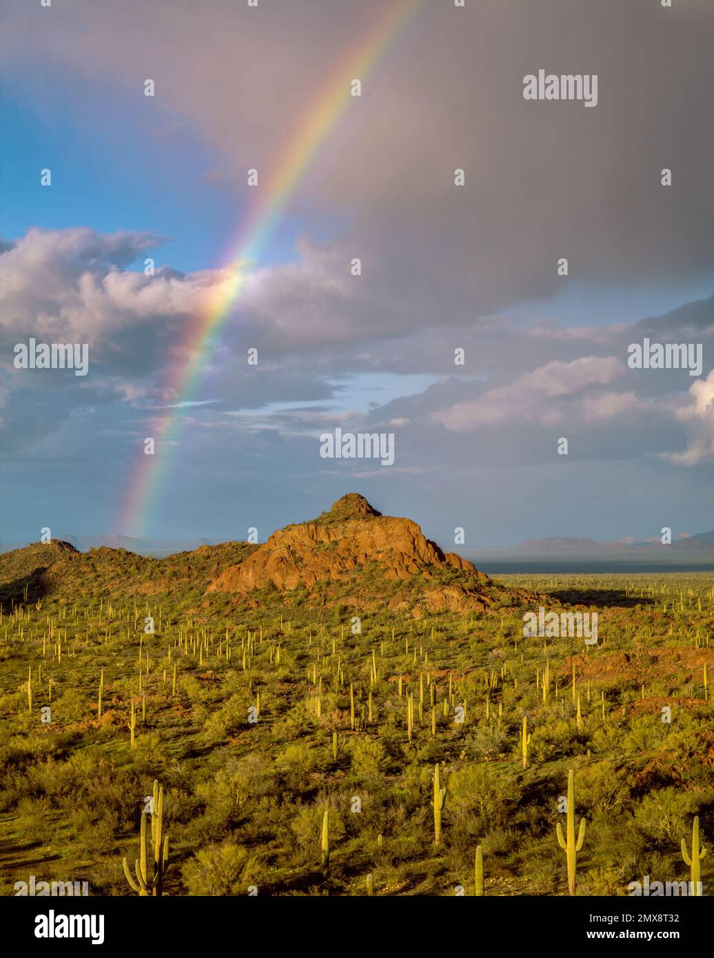 Arc-en-ciel, montagnes Puerto Blanco, Saguaro Cactus, Organ Pipe Cactus National Monument, Arizona Banque D'Images