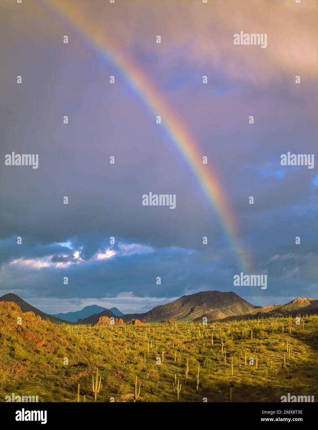 Arc-en-ciel, montagnes Puerto Blanco, Saguaro Cactus, Organ Pipe Cactus National Monument, Arizona Banque D'Images