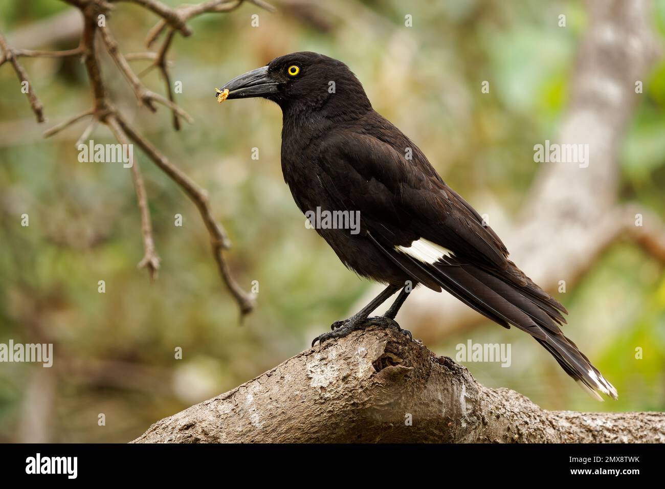 Pied Currawong - oiseau de passereau noir de strepera graculina originaire de l'est de l'Australie, étroitement lié aux boucherbirds et au magpie australien du Banque D'Images