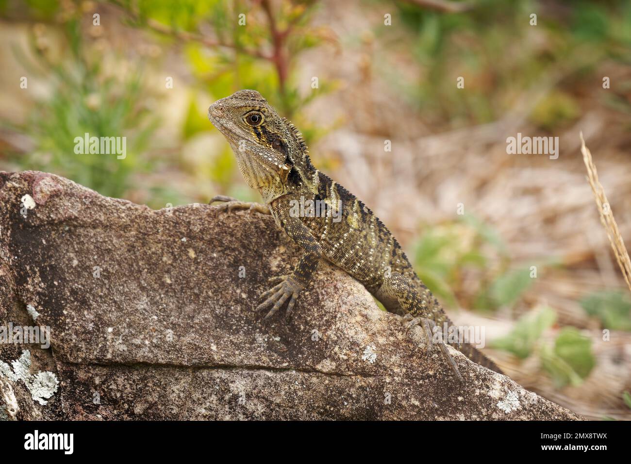 Dragon de l'eau australien - Intellagama ou Physignathus lesueurii howittii, également dragon de l'eau de l'est ou du Gippsland, lézard sur le rocher au-dessus de la mer. Banque D'Images