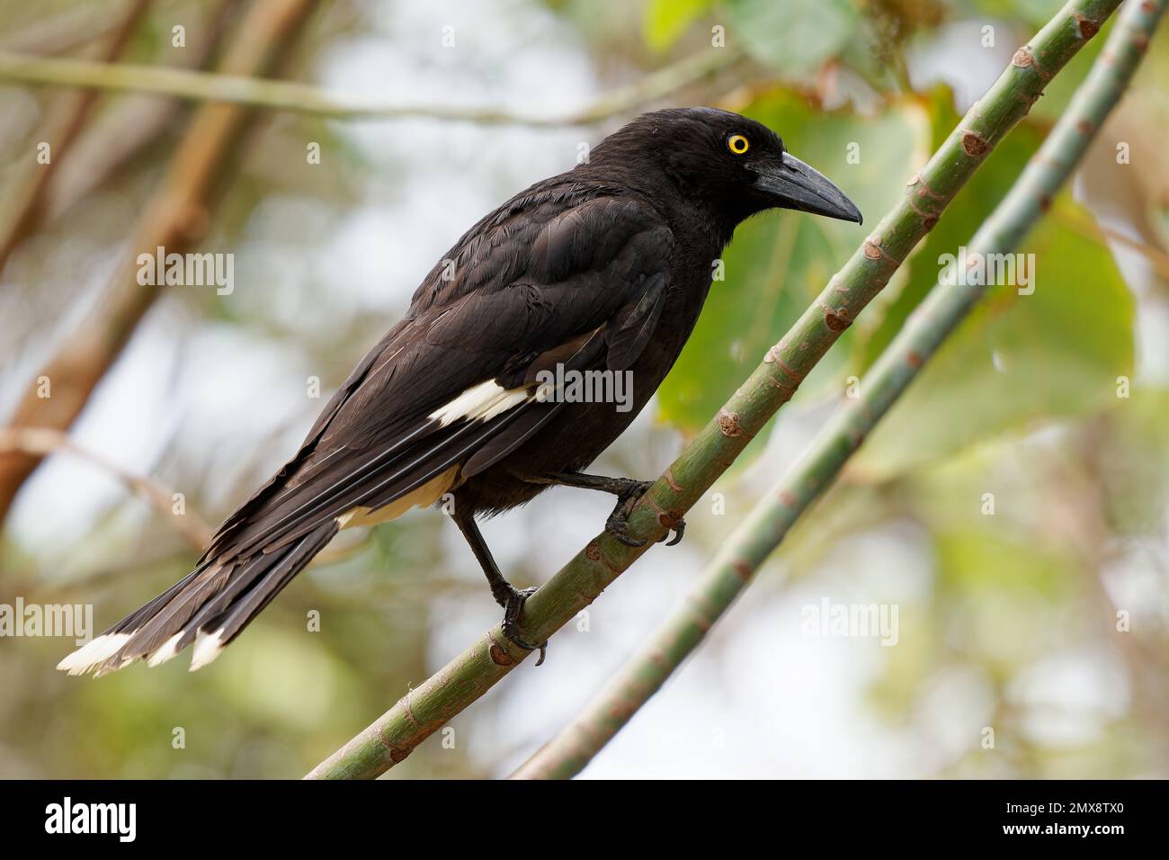 Pied Currawong - oiseau de passereau noir de strepera graculina originaire de l'est de l'Australie, étroitement lié aux boucherbirds et au magpie australien du Banque D'Images