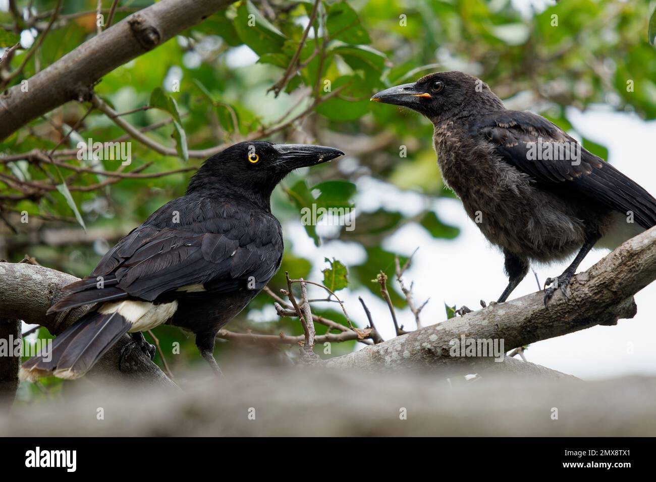 Pied Currawong - oiseau de passereau noir de strepera graculina originaire de l'est de l'Australie, étroitement lié aux boucherbirds et au magpie australien du Banque D'Images