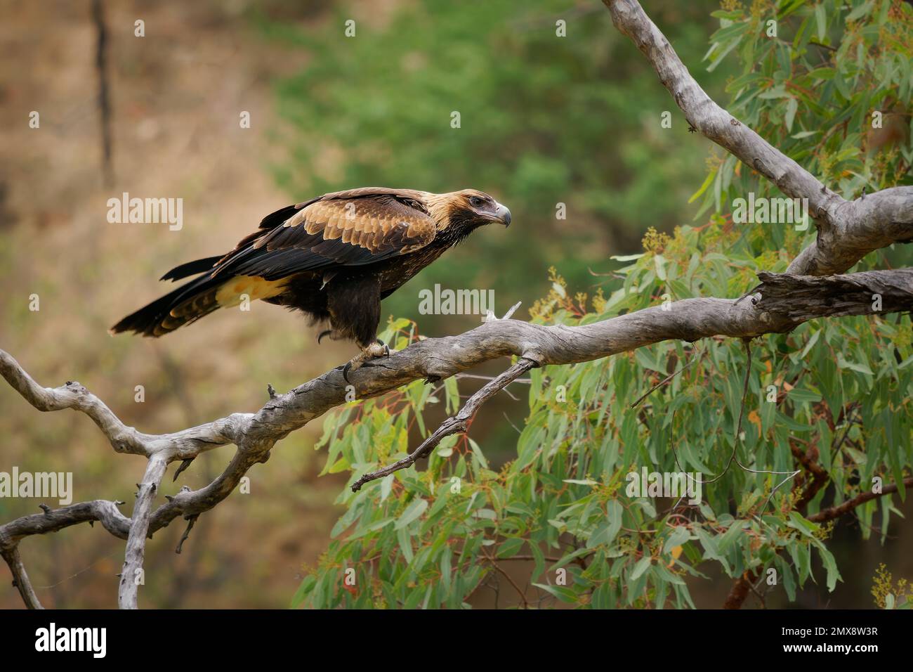 Aigle à queue biseautée - Aquila audax le plus grand oiseau de proie d'Australie, également trouvé en Nouvelle-Guinée et en Tasmanie, chasseur brun fort allant du désert à Banque D'Images