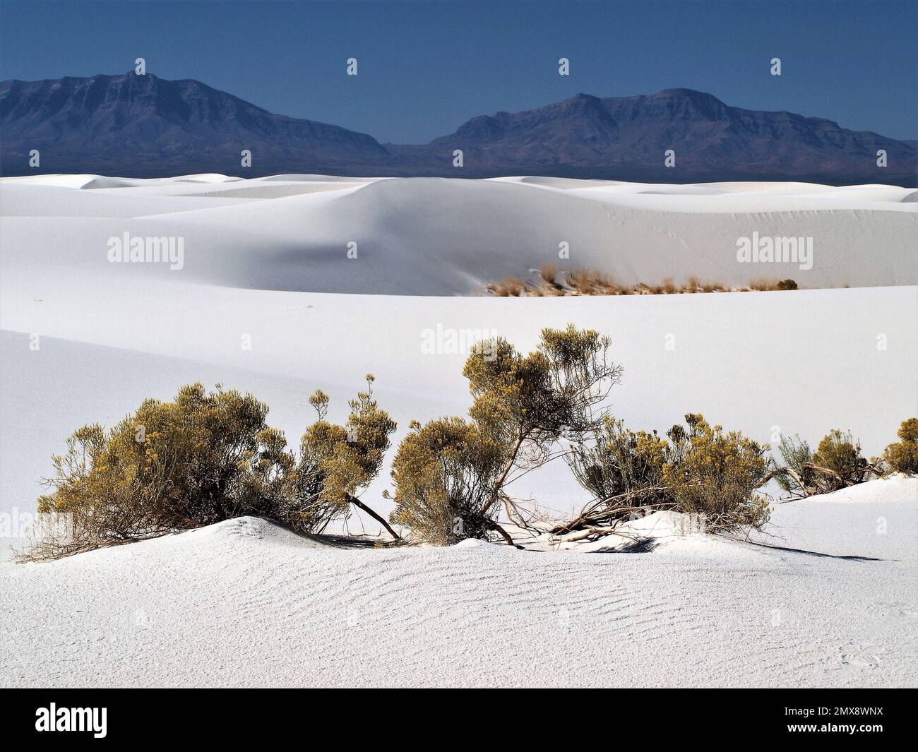 Dunes blanches et flore tranquilles Banque D'Images