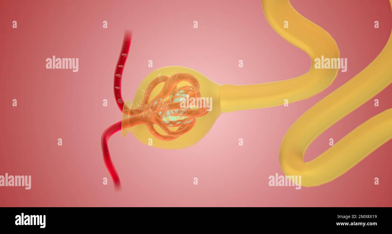 Lorsque le sang atteint le rein, le néphron le filtre du liquide, des  globules rouges, des plaquettes, des ions et des nutriments moléculaires.  3d rendu Photo Stock - Alamy