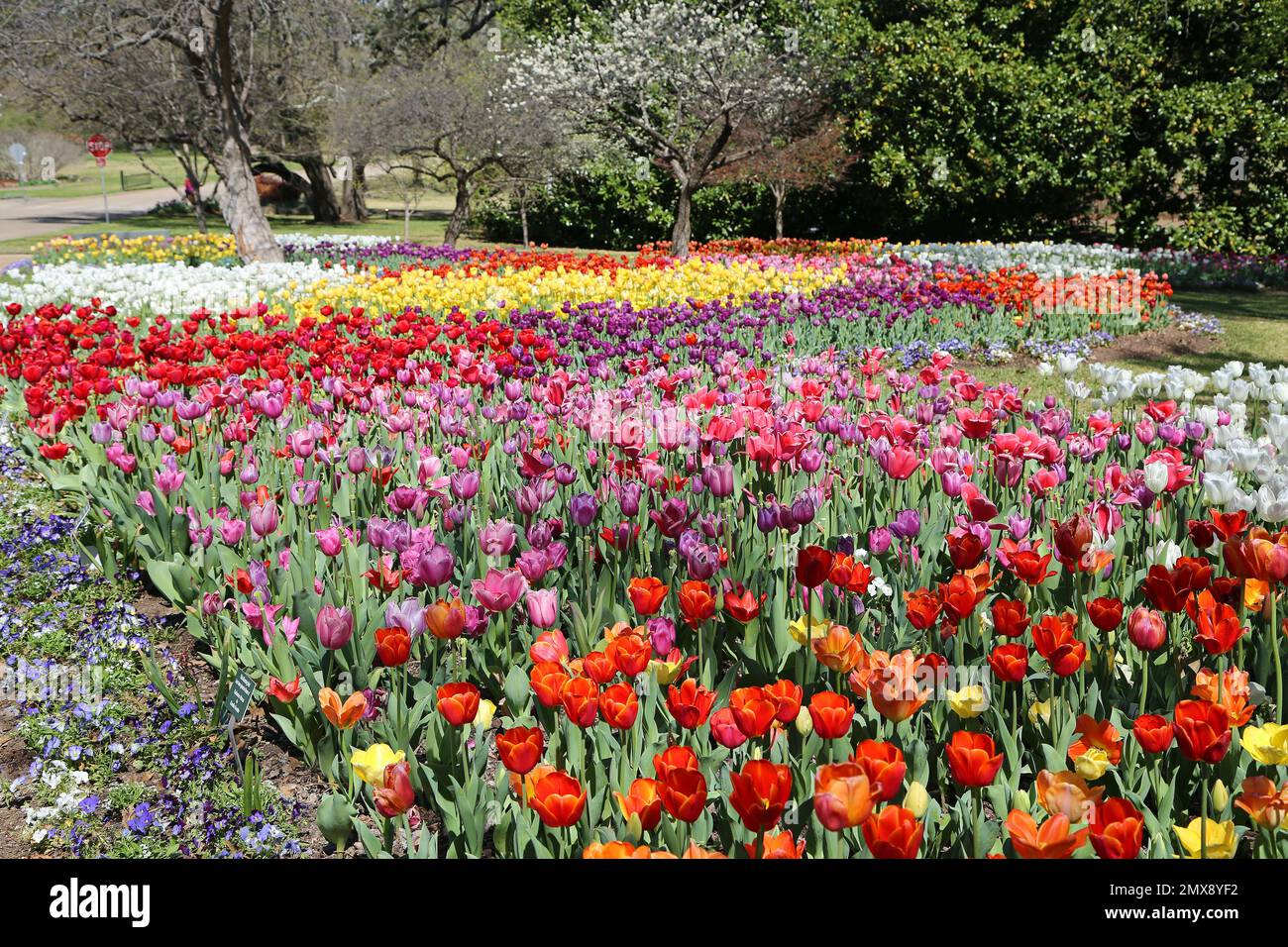 Dans le jardin de tulipe - jardin botanique de fort Worth, Texas Banque D'Images