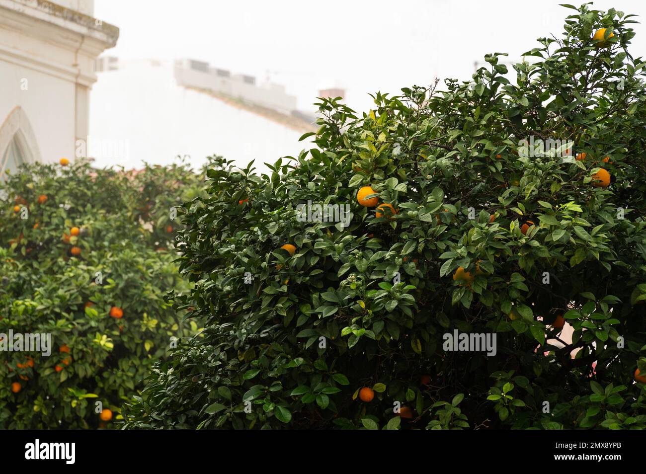 Oranges dans un arbre orange sur des rues ensoleillées de la ville. Banque D'Images