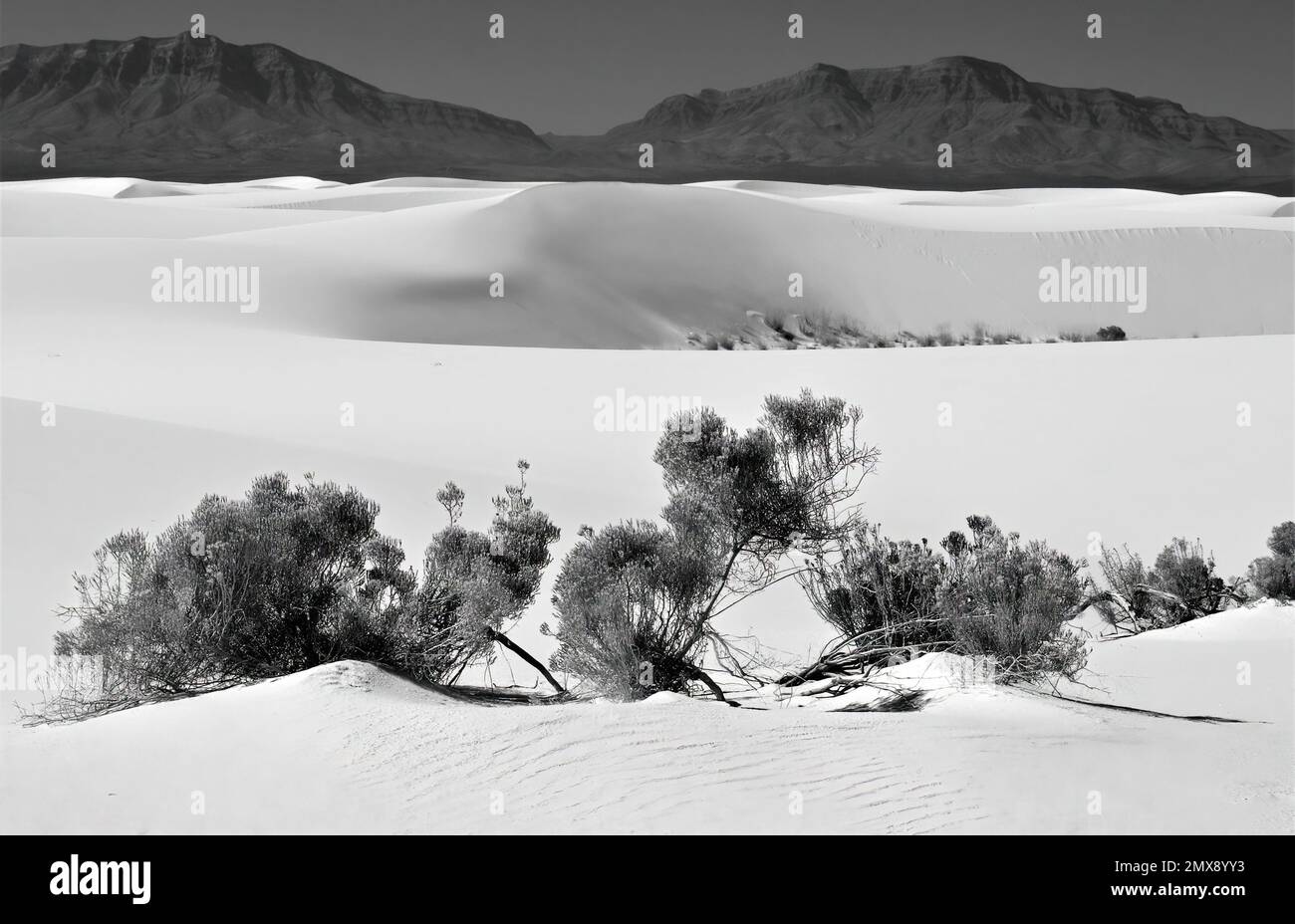 Dunes blanches et flore tranquilles en monochrome Banque D'Images