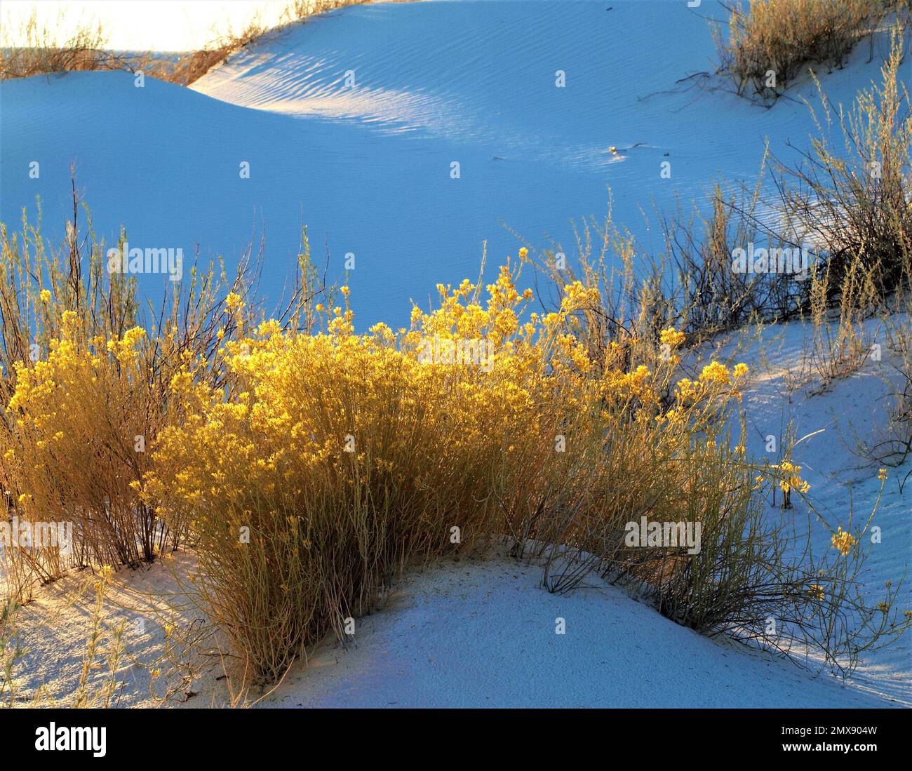 Parc national de White Sands et herbe dorée Banque D'Images