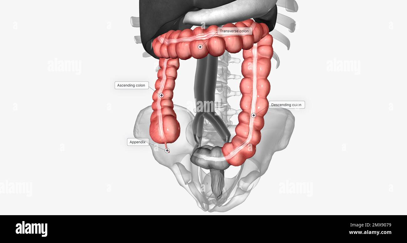 Le côlon est un tube musculaire qui constitue la plus grande partie du gros  intestin. 3D rendu Photo Stock - Alamy