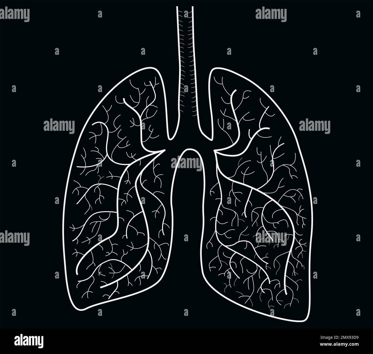 Illustration des poumons humains sur fond noir Banque D'Images