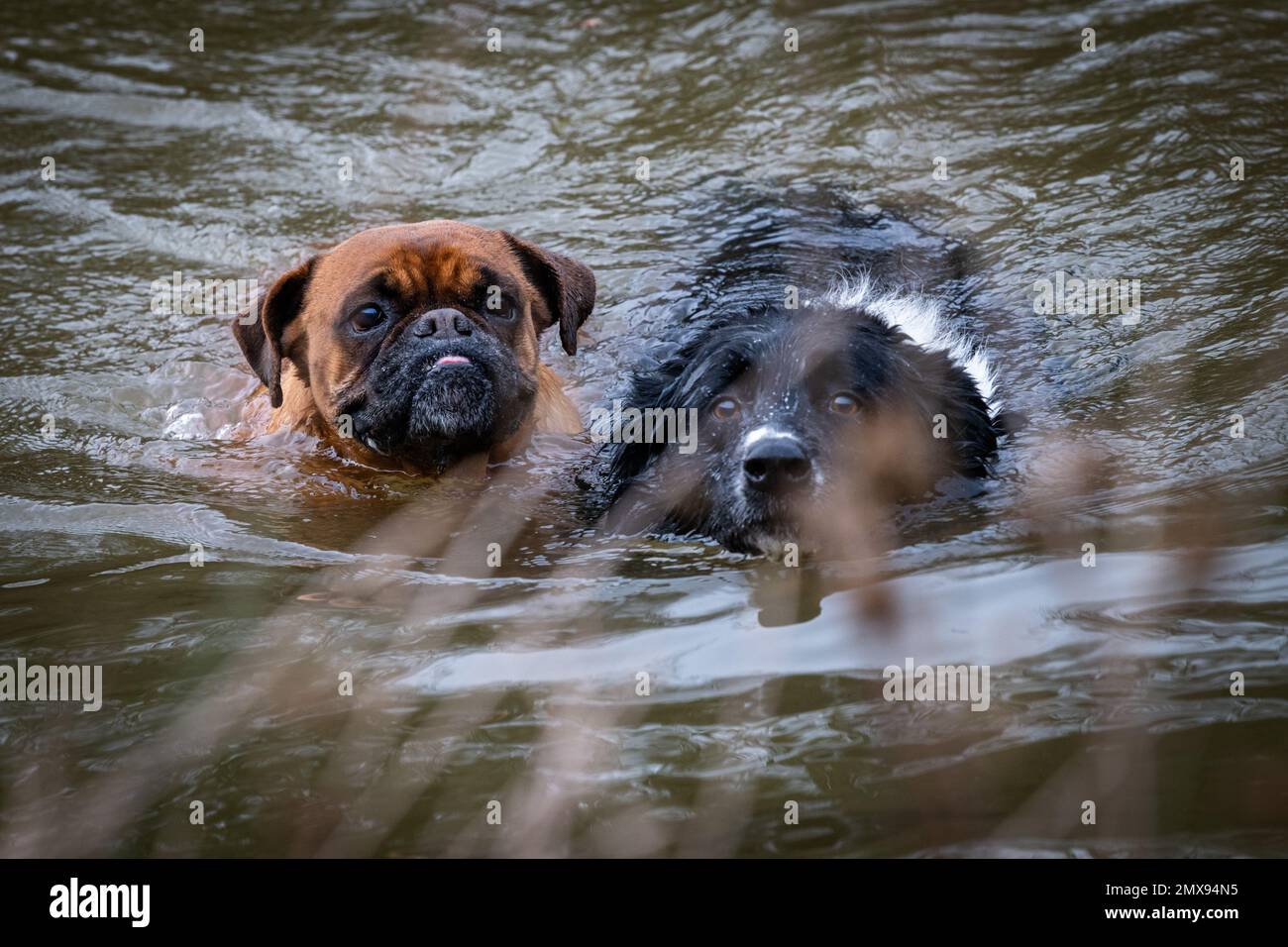 Deux visages de chiens drôles dans l'eau ? Ils nageurs dans un lac Banque D'Images