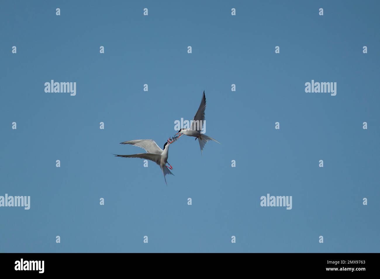 Sterne commune Sterna hirundo deux oiseaux adultes se battant en vol Banque D'Images