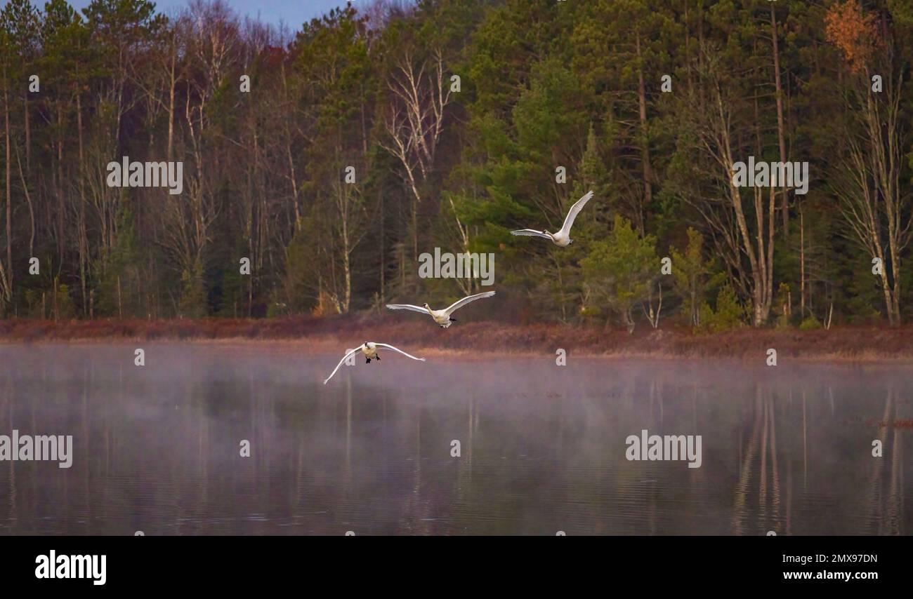 Cygnes trompettes sur le lac Little Clam, dans le nord du Wisconsin. Banque D'Images