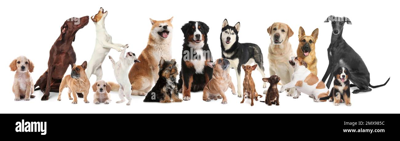 Collage avec différents chiens sur fond blanc. Bannière Banque D'Images