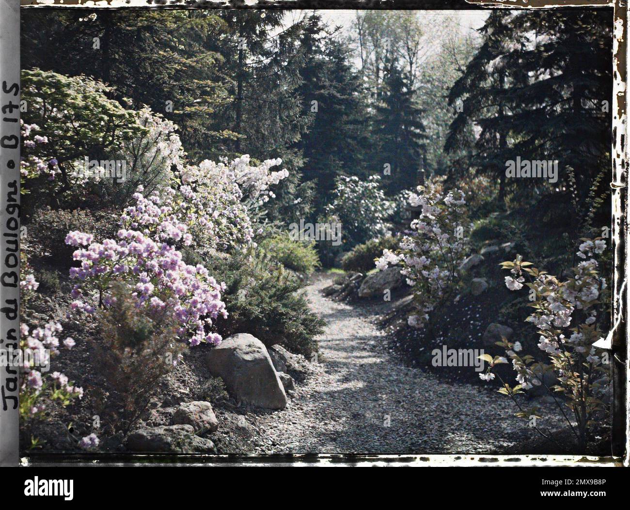 Propriété d'Albert Kahn, Boulogne, France fleuri chemin du 'village japonais', le long du jardin français vers le jardin anglais , Banque D'Images