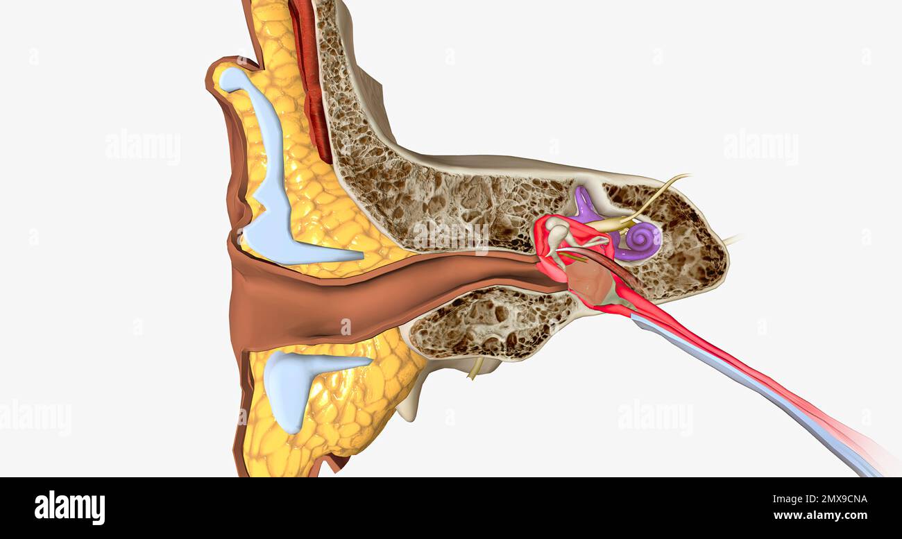 La labyrinthite est une infection et une inflammation de l'oreille interne  et des nerfs qui relient l'oreille interne au cerveau. 3D rendu Photo Stock  - Alamy