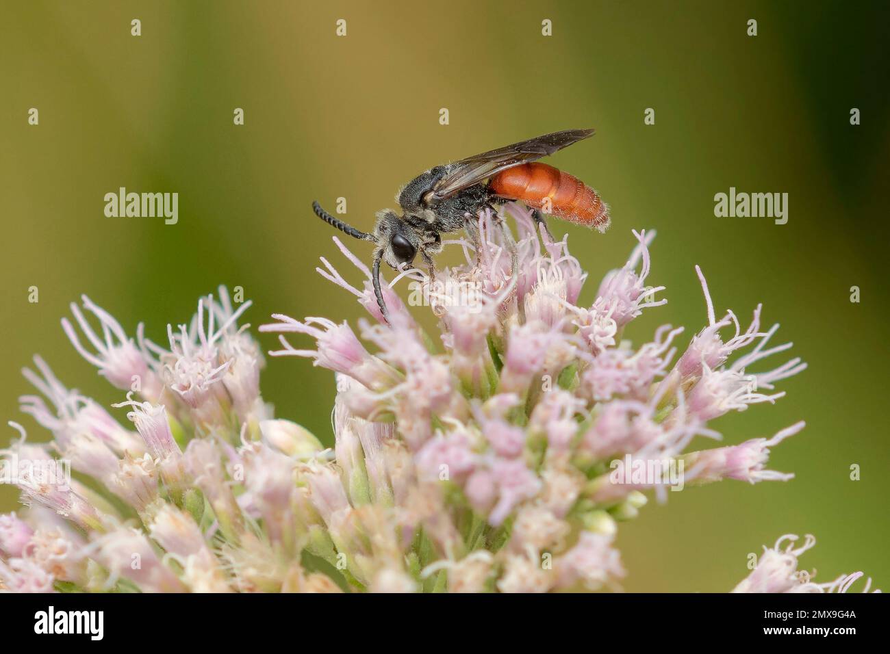 L'abeille sanguine à lèvres blanches (Sphecodus albilabris) se forant sur l'hemp-agrimony (Eupotorium cannabinum) dans les dunes Banque D'Images