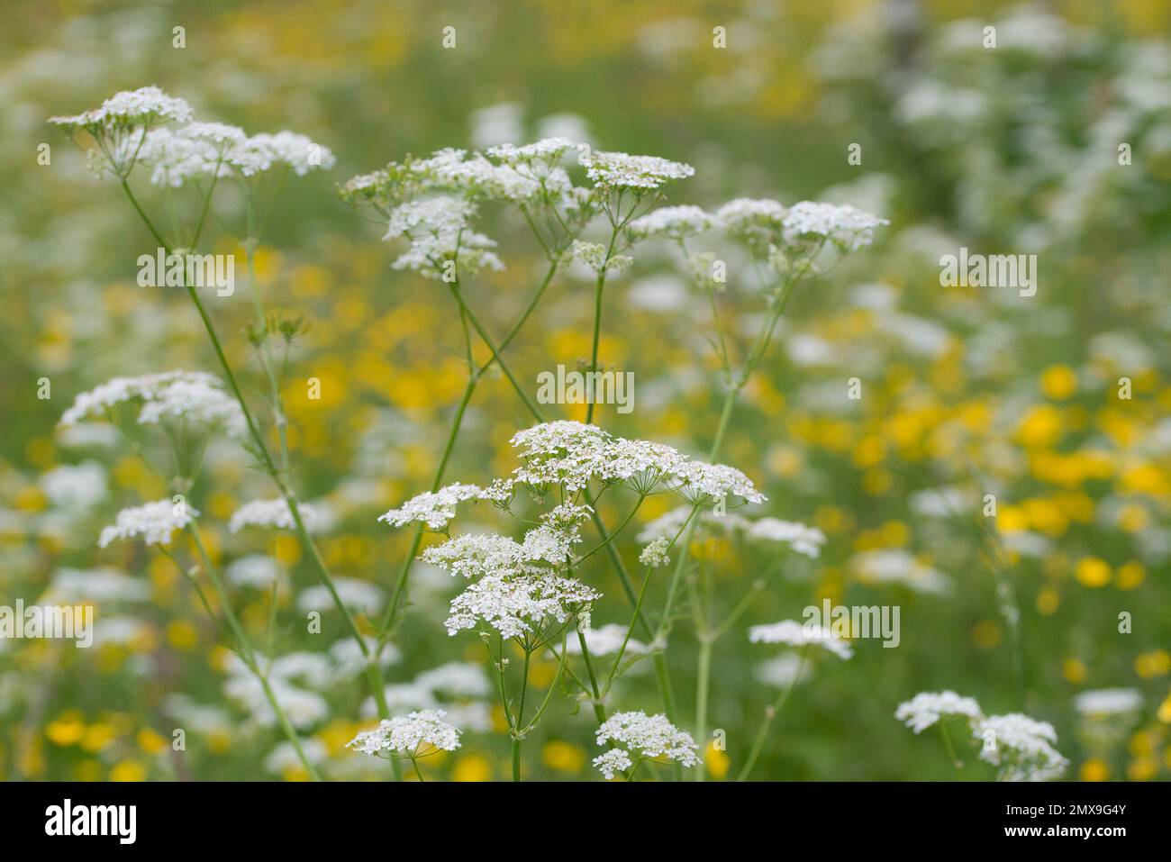 Le persil de vache (Anthriscus sylvestris) et le buttercup de prairie (Ranunculus acris) se forment en arrière-plan et fleurissent dans un pré Banque D'Images