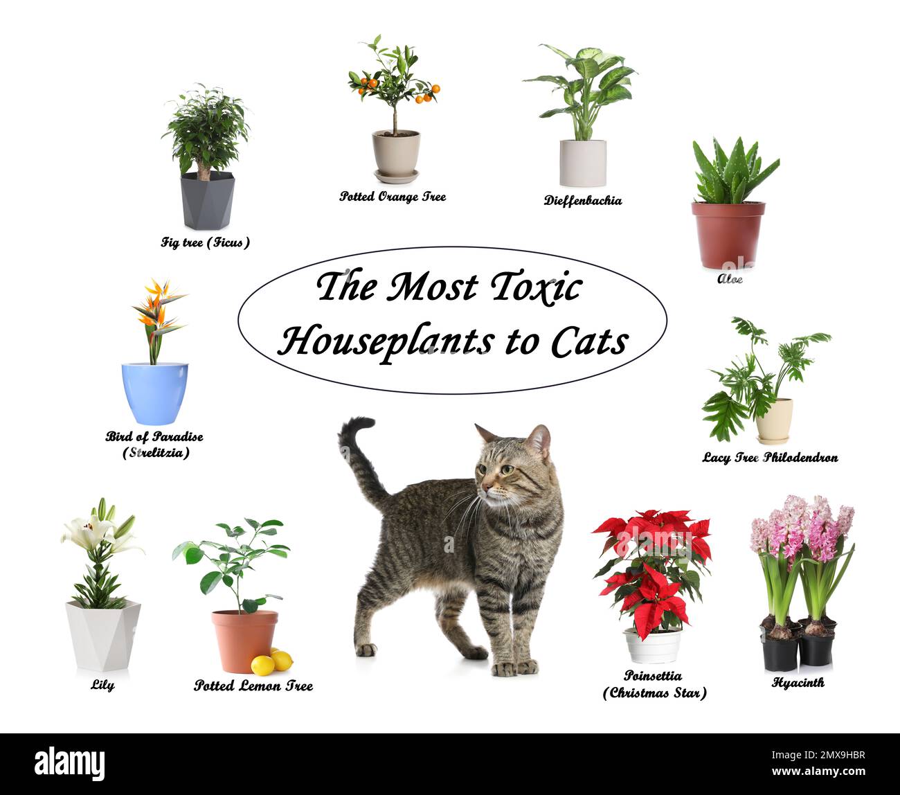 Ensemble de plantes de maison toxiques pour les chats et les chatons sur fond blanc Banque D'Images