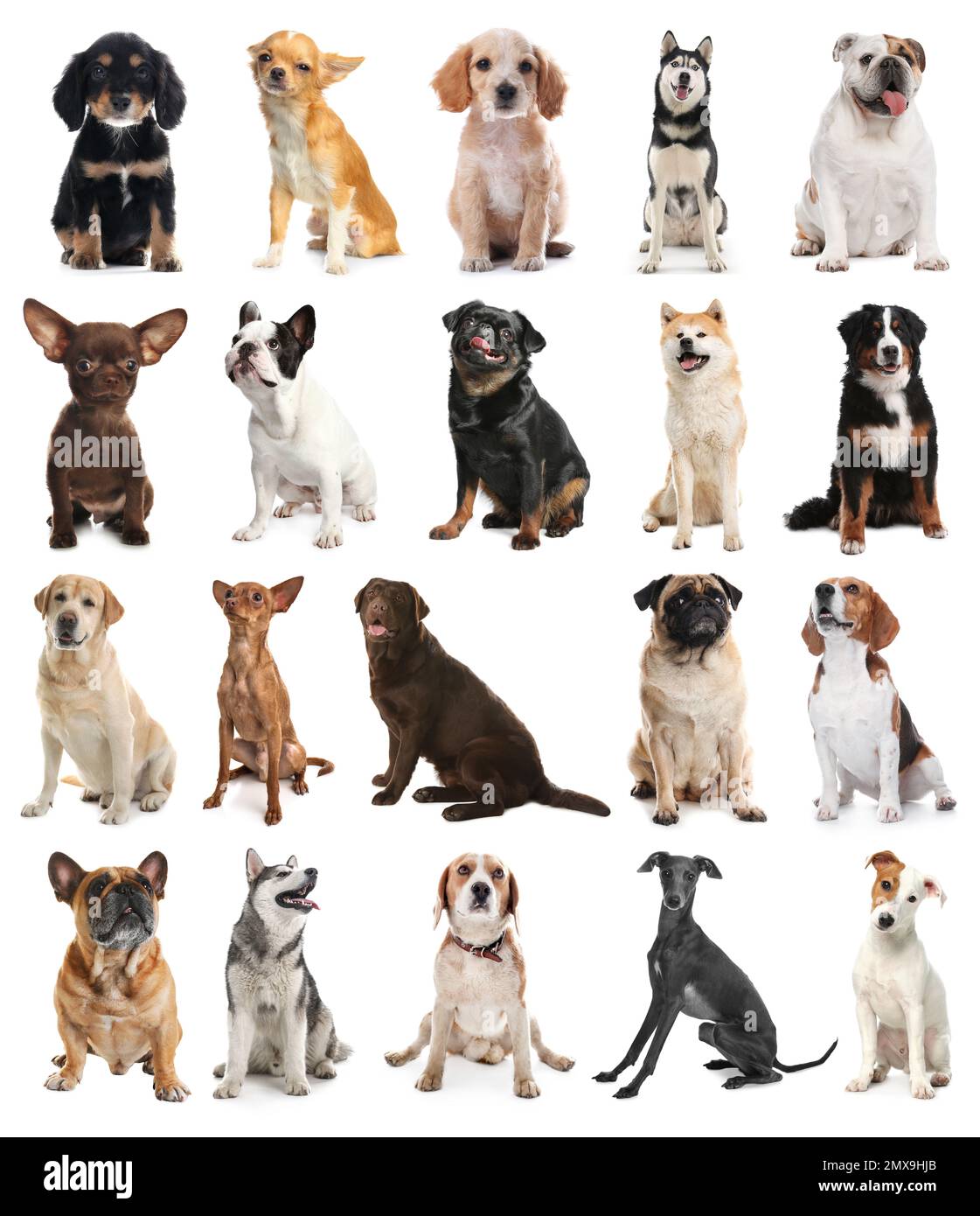 Ensemble de chiens différents sur fond blanc Banque D'Images