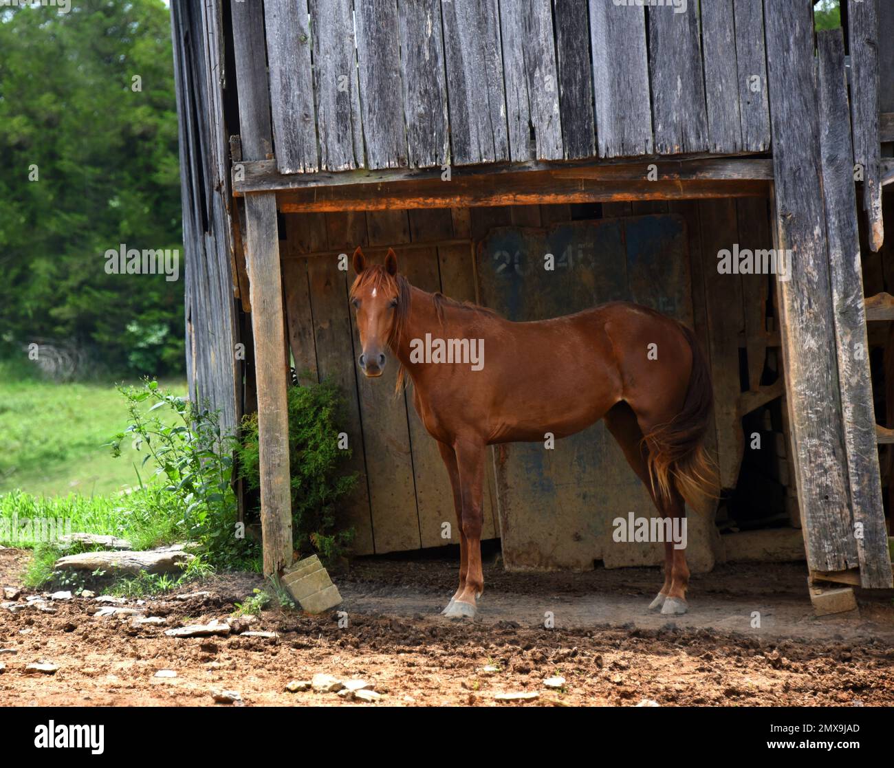 Une grange en bois délabrée abrite un jeune cheval de couleur châtaignier. Il est profilé. Banque D'Images