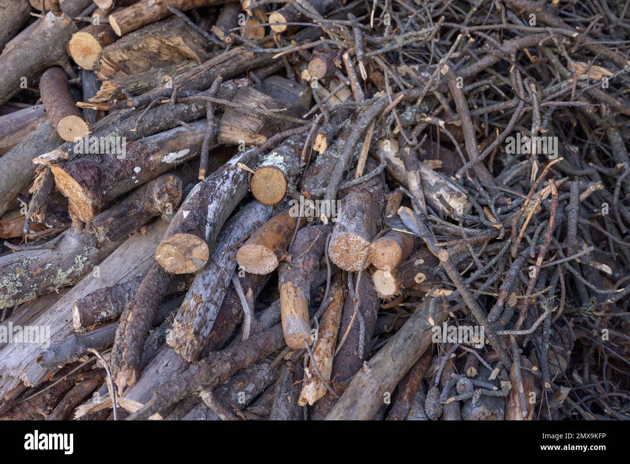 Gros plan d'une pile de branches d'arbre Banque D'Images