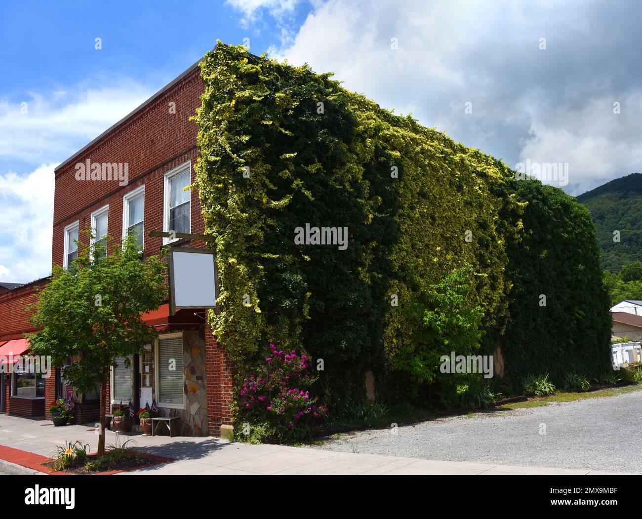 Plusieurs variétés différentes de lierre couvrent le côté d'un vieux magasin de rue, de brique, principal dans une petite ville en Virginie. Banque D'Images
