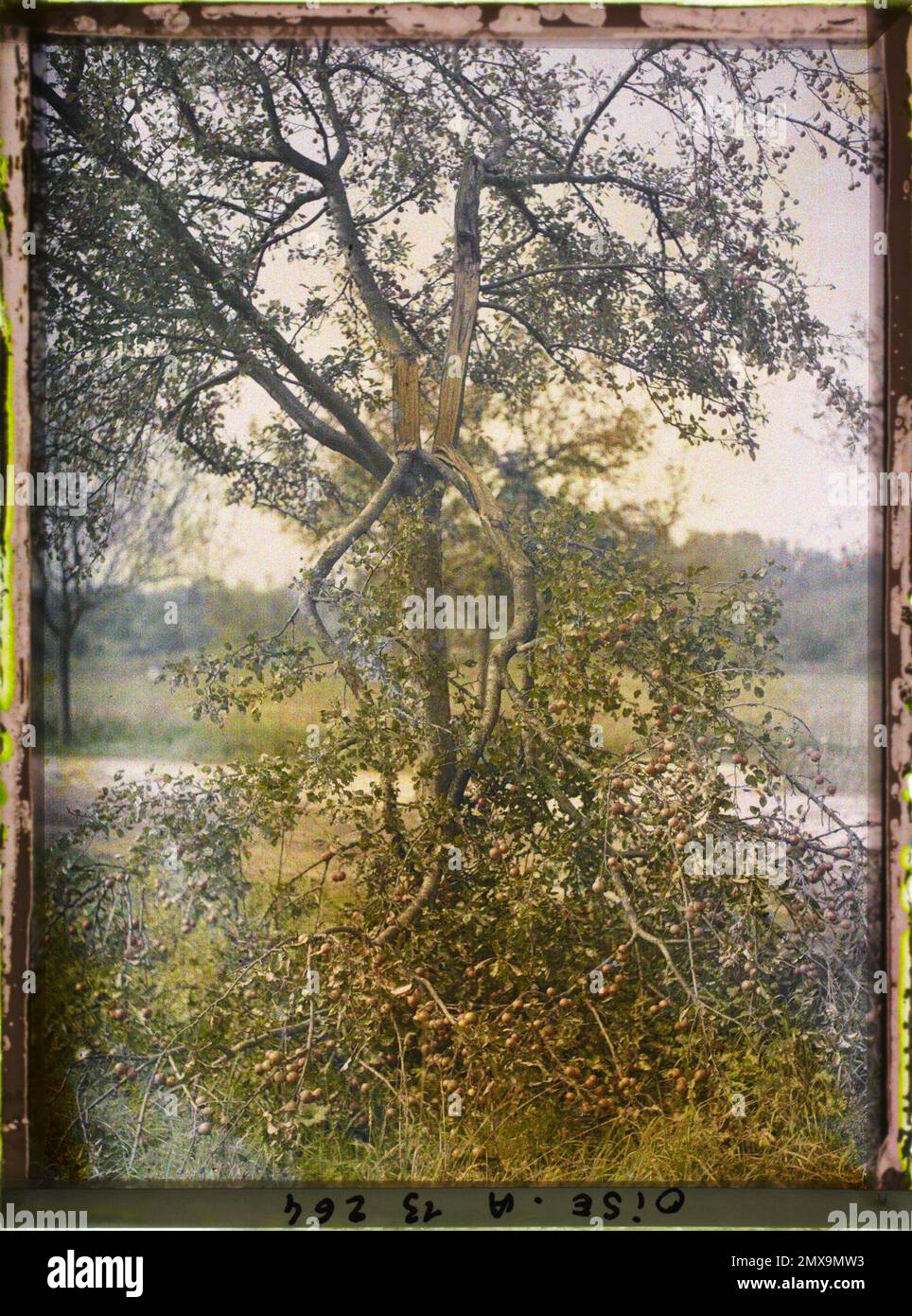 Passel, France , 1917 - régions dévastées, somme, Oise, Aisne - Fernand Cuville (section photographique de l'armée) - (septembre-octobre) Banque D'Images