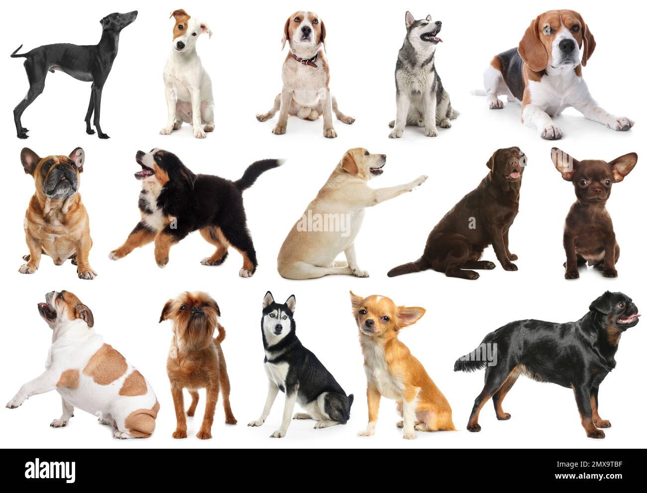 Ensemble de chiens différents sur fond blanc Banque D'Images