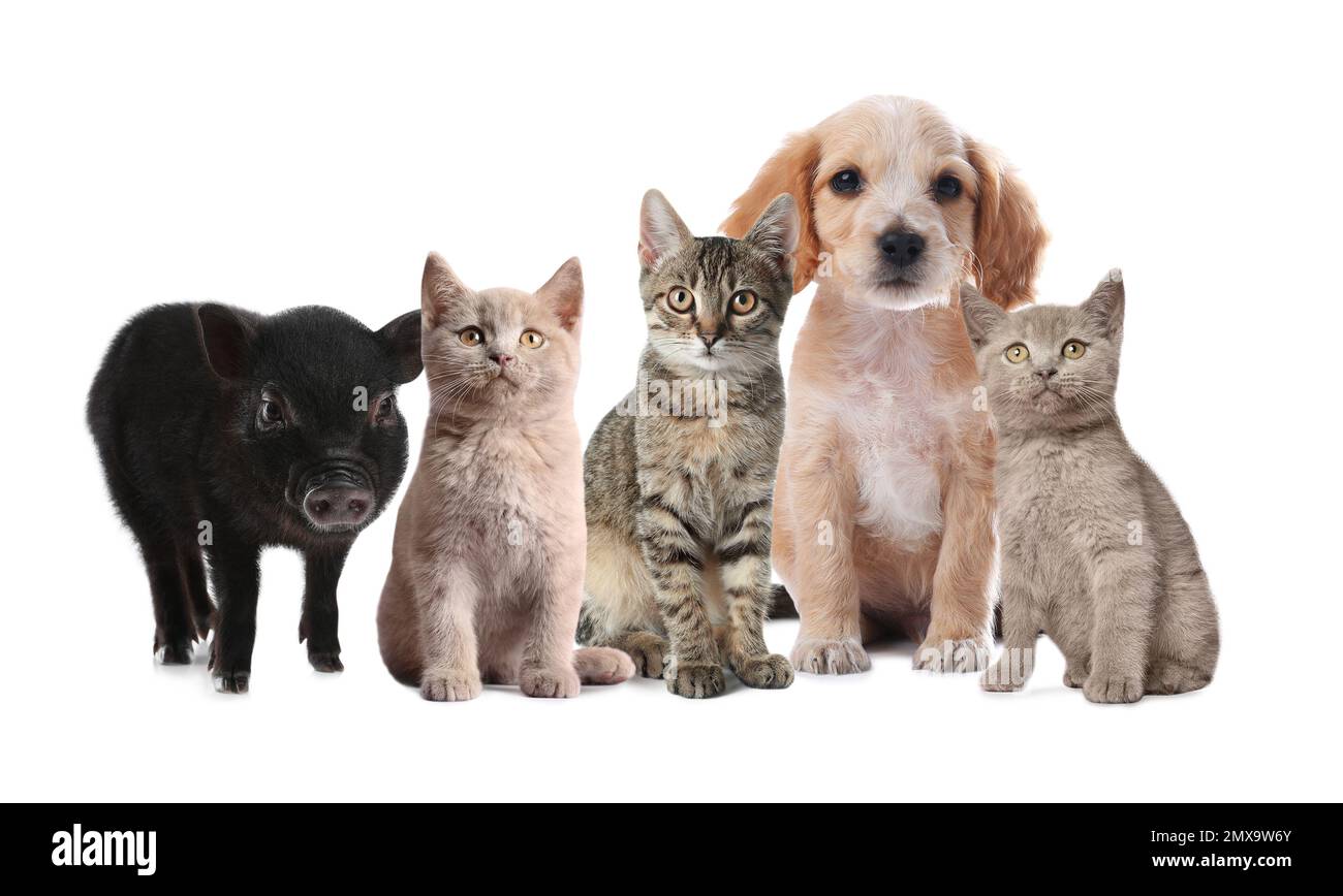 Collage avec différents adorables petits animaux sur fond blanc Banque D'Images