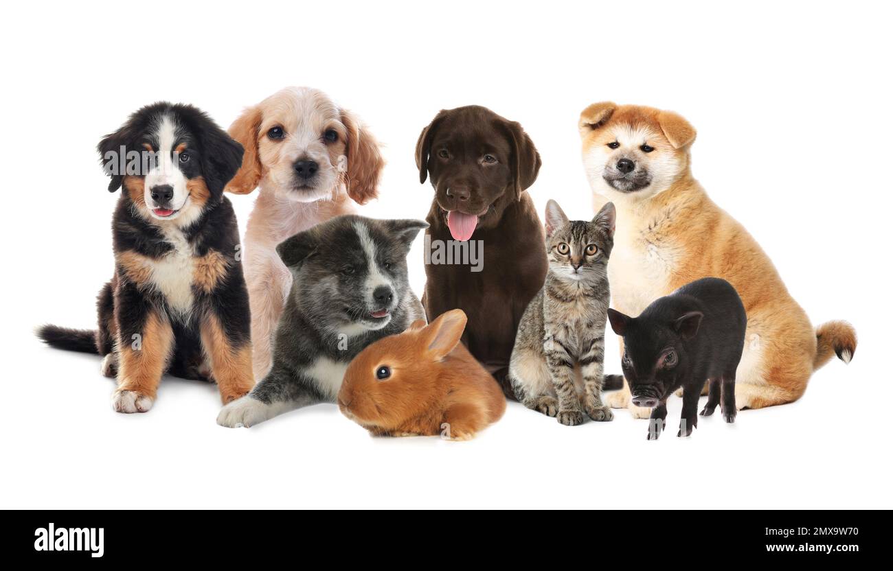 Collage avec différents adorables petits animaux sur fond blanc Banque D'Images