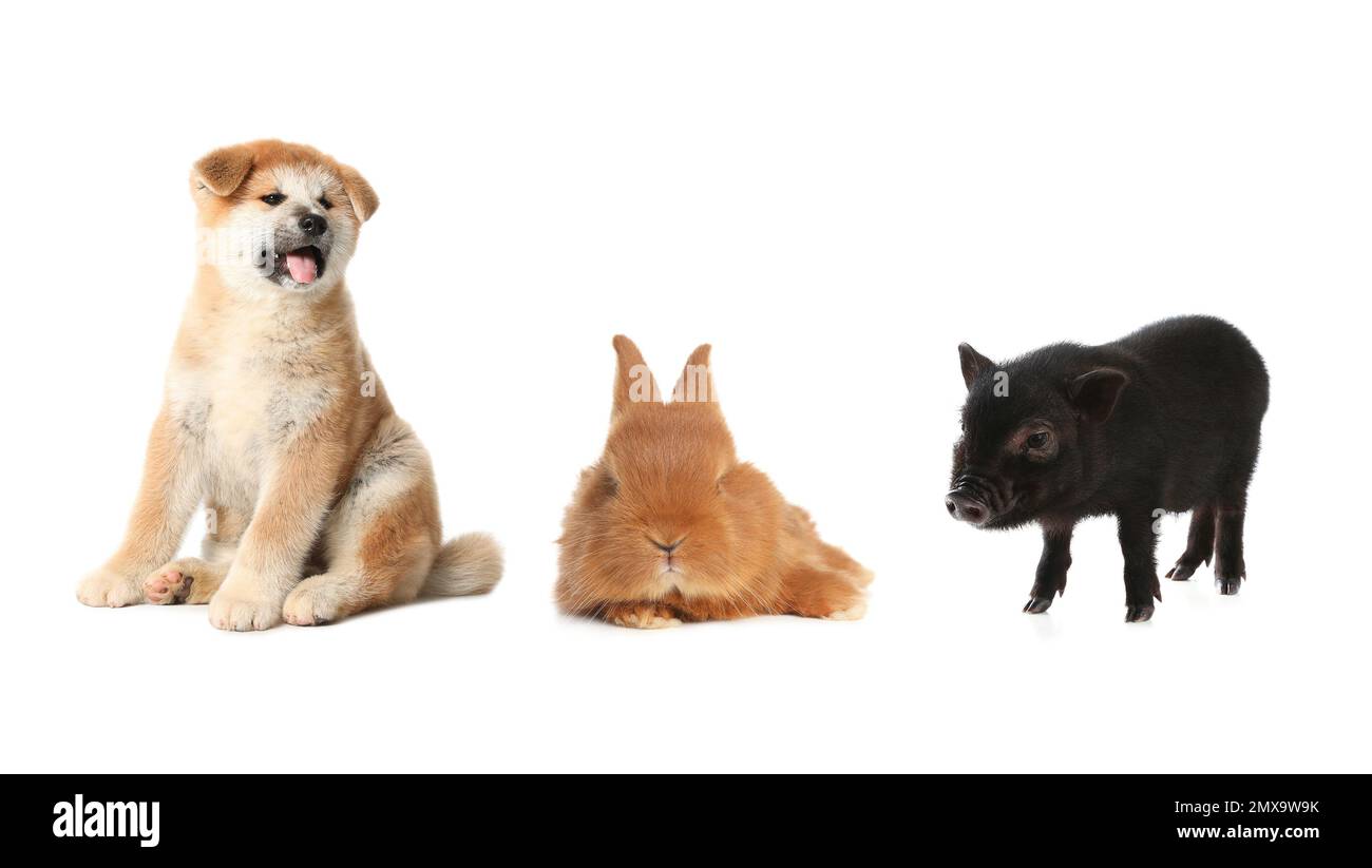 Collage avec différents adorables petits animaux sur fond blanc Banque D'Images