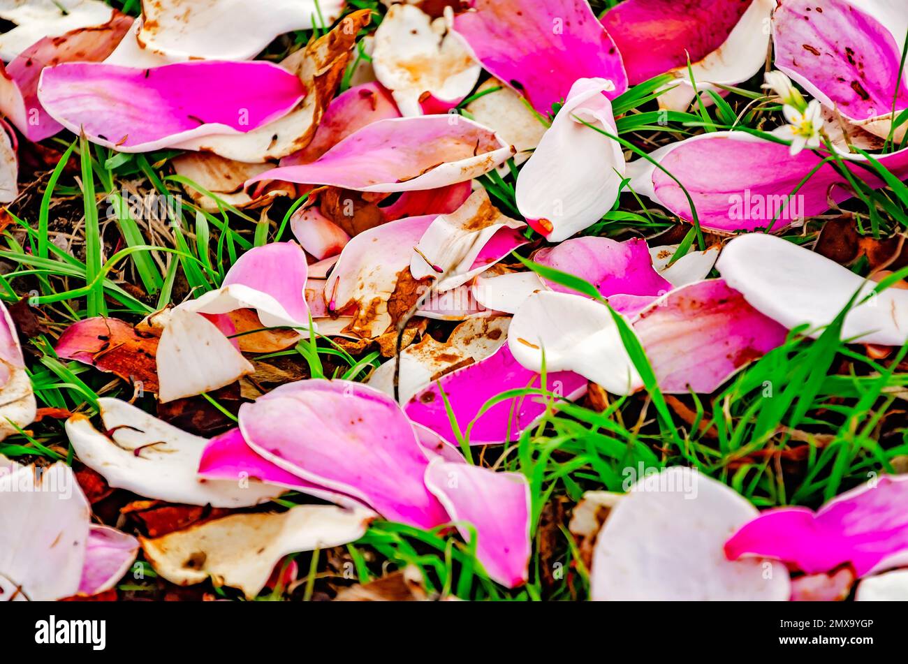 Des pétales de magnolia japonais (Magnolia liiflora) se trouvent sur le sol, le 30 janvier 2023, à Mobile, en Alabama. Le magnolia japonais est également appelé soucoupe magnolia. Banque D'Images