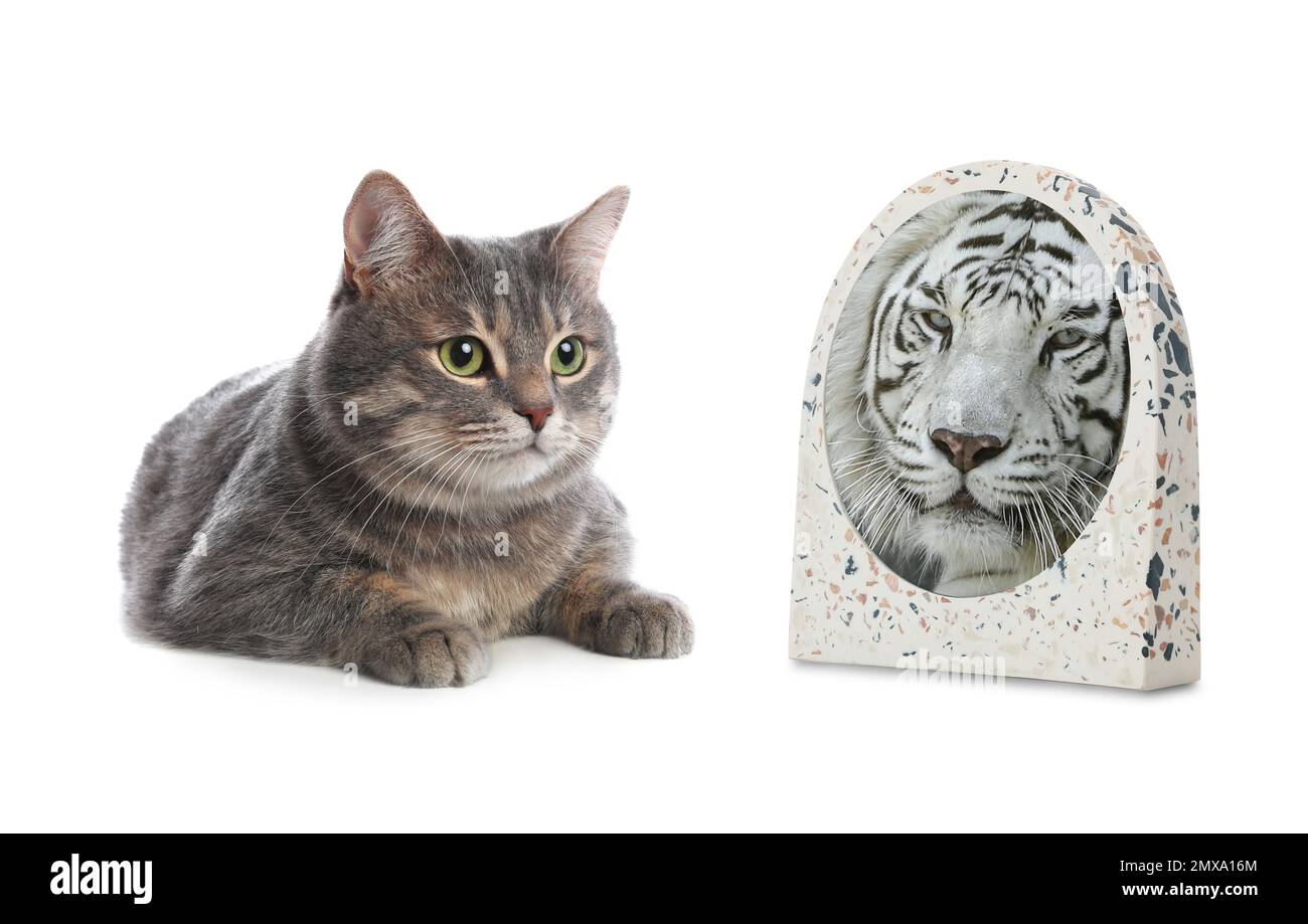 Chat et miroir avec reflet du tigre du bengale sur fond blanc Banque D'Images