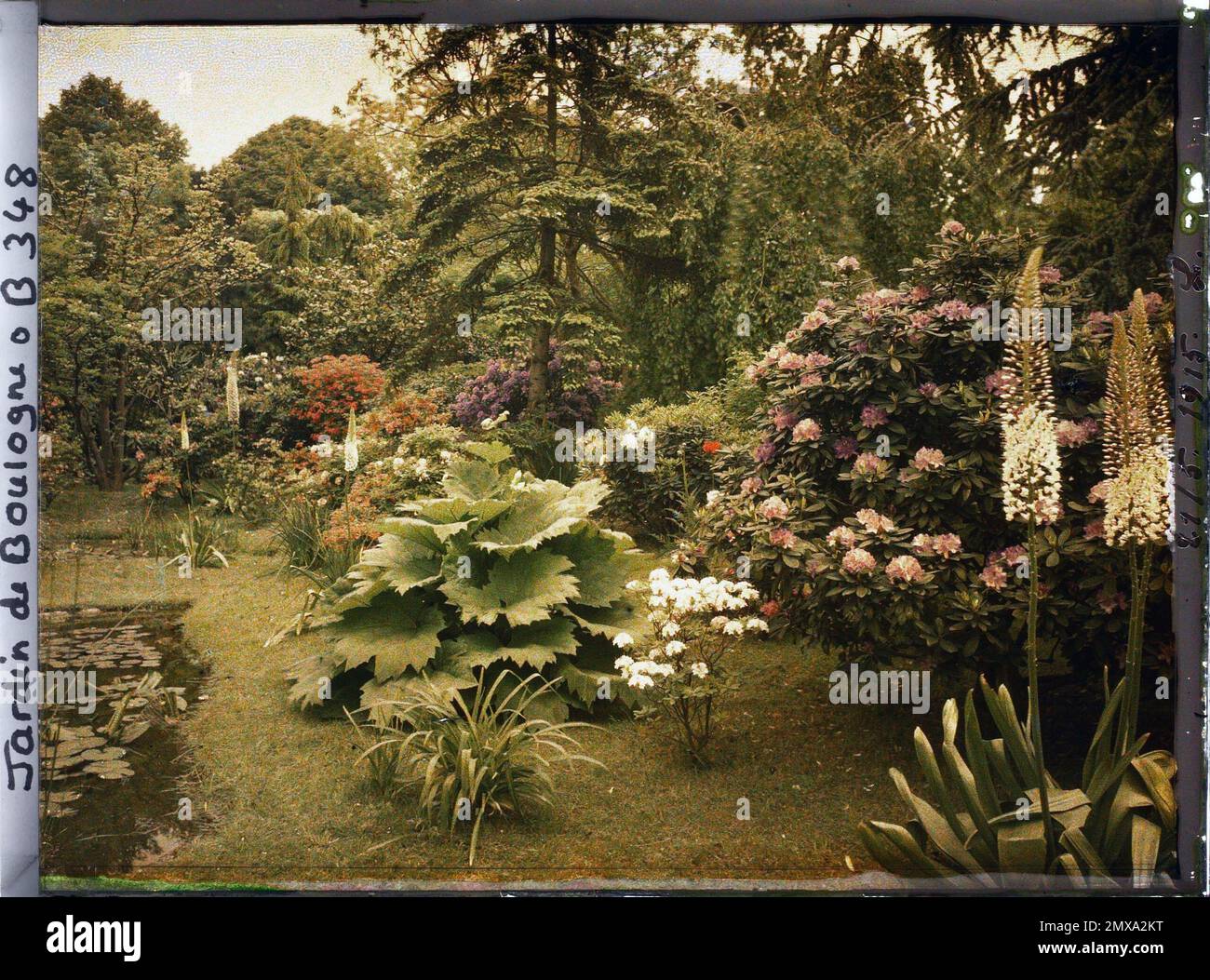 Propriété d'Albert Kahn, Boulogne, France massive d'arbustes et de Gunnera située au bord des piscines, à l'est du Marais, vue nord , Banque D'Images