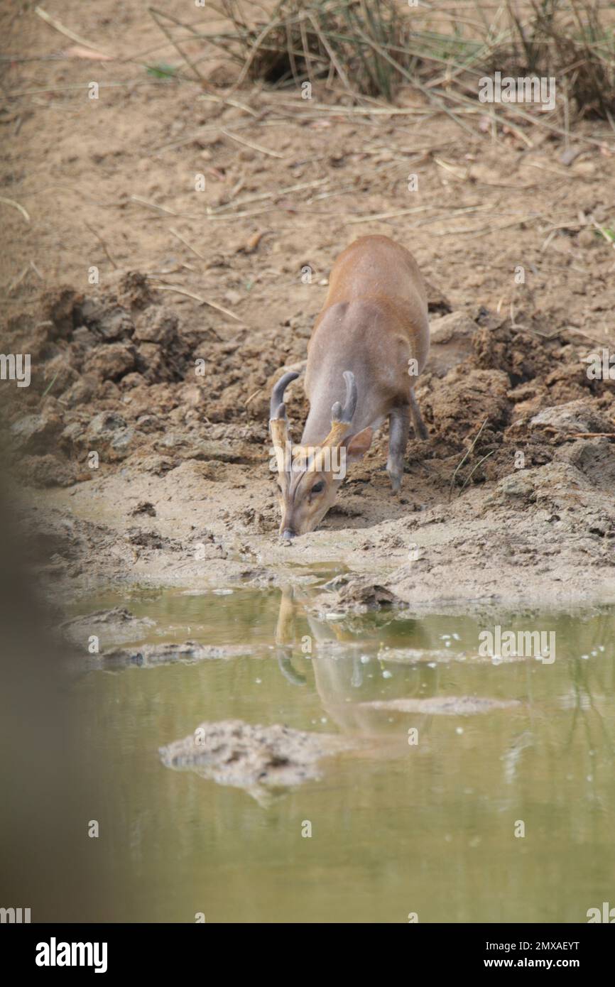 Cerf à pois, cerf de Barking et cerf de Sambar dans la nature. Visite Sri Lanka. Banque D'Images