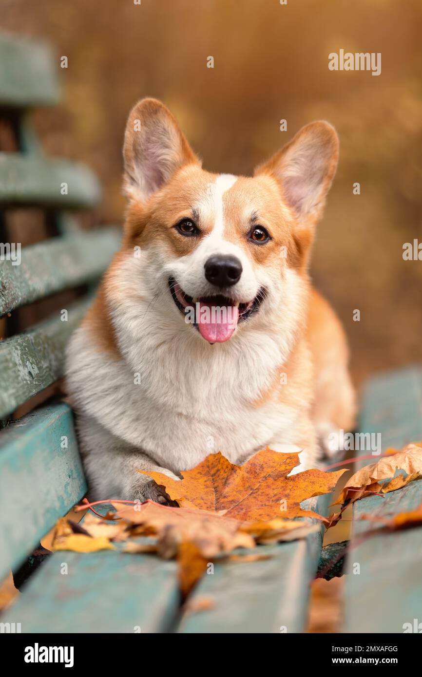 Portrait en gros plan d'un chien gallois heureux de race pembroke, allongé sur un banc avec des feuilles mortes à l'automne nature Banque D'Images