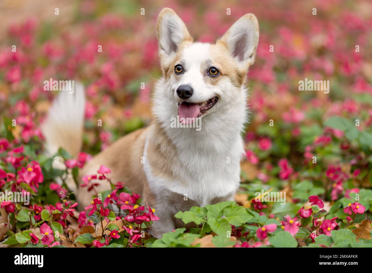Portrait de la belle femme souriante chien de corgi gallois pembroke race parmi les fleurs roses dans la nature Banque D'Images