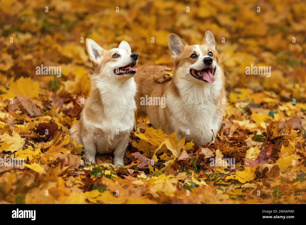 Deux jeunes chiens de corgi gallois pembroke se reproduisent assis ensemble sur des feuilles mortes jaunes et souriant à la nature automnale Banque D'Images