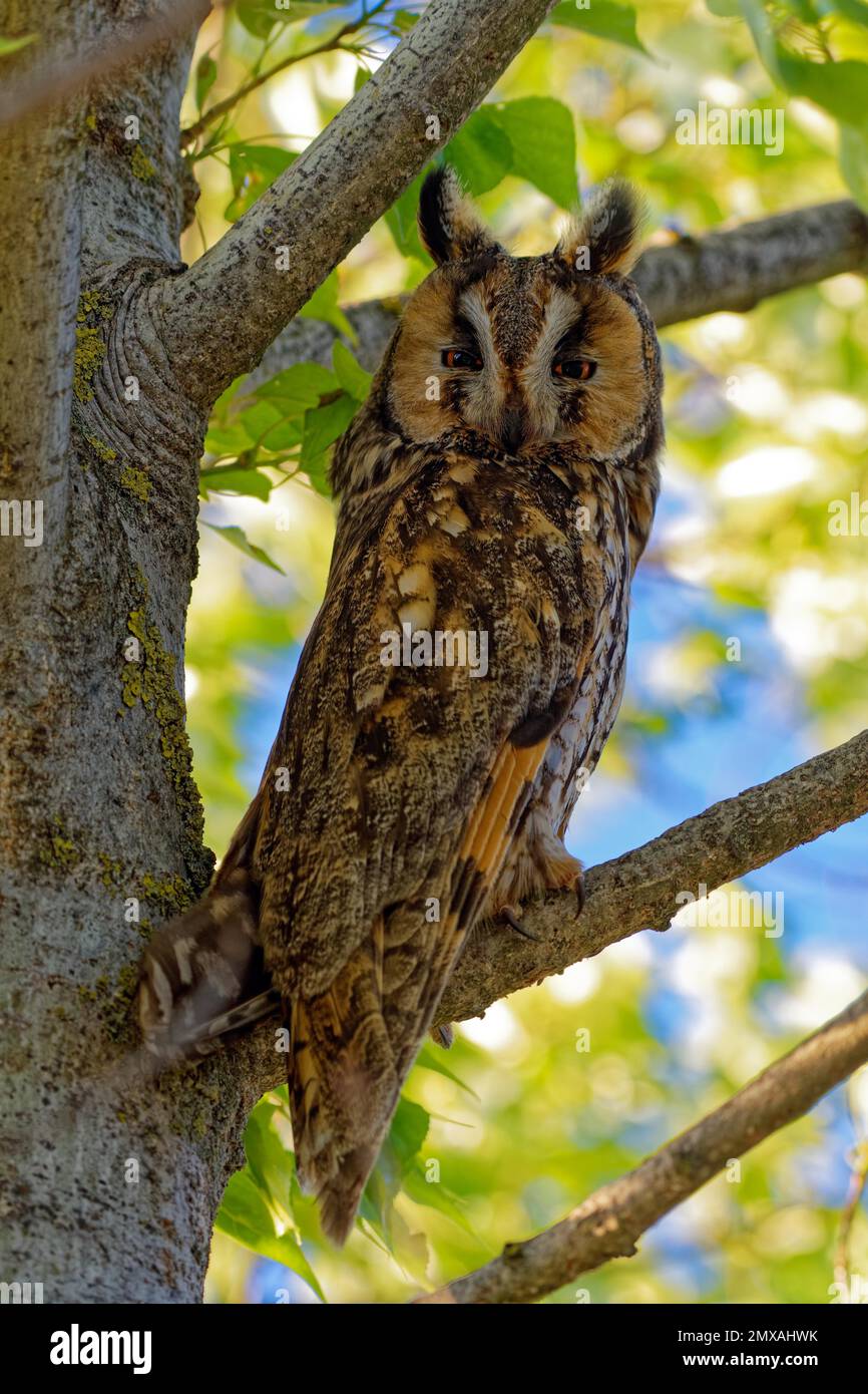 Hibou à longues oreilles (ASIO otus), assis dans les branches, Burgenland, Autriche Banque D'Images