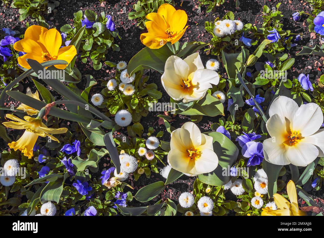 Tulipes (Tulipa), pâquerettes (Bellis perennis) et narcissi (Narcissus), Allemagne Banque D'Images