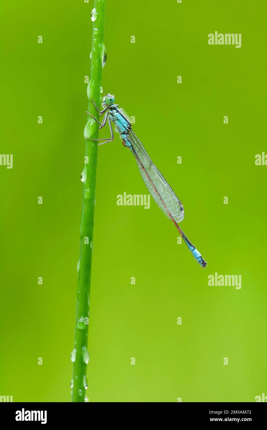 Demoiselle à queue bleue (Ischnura elegans) Banque D'Images