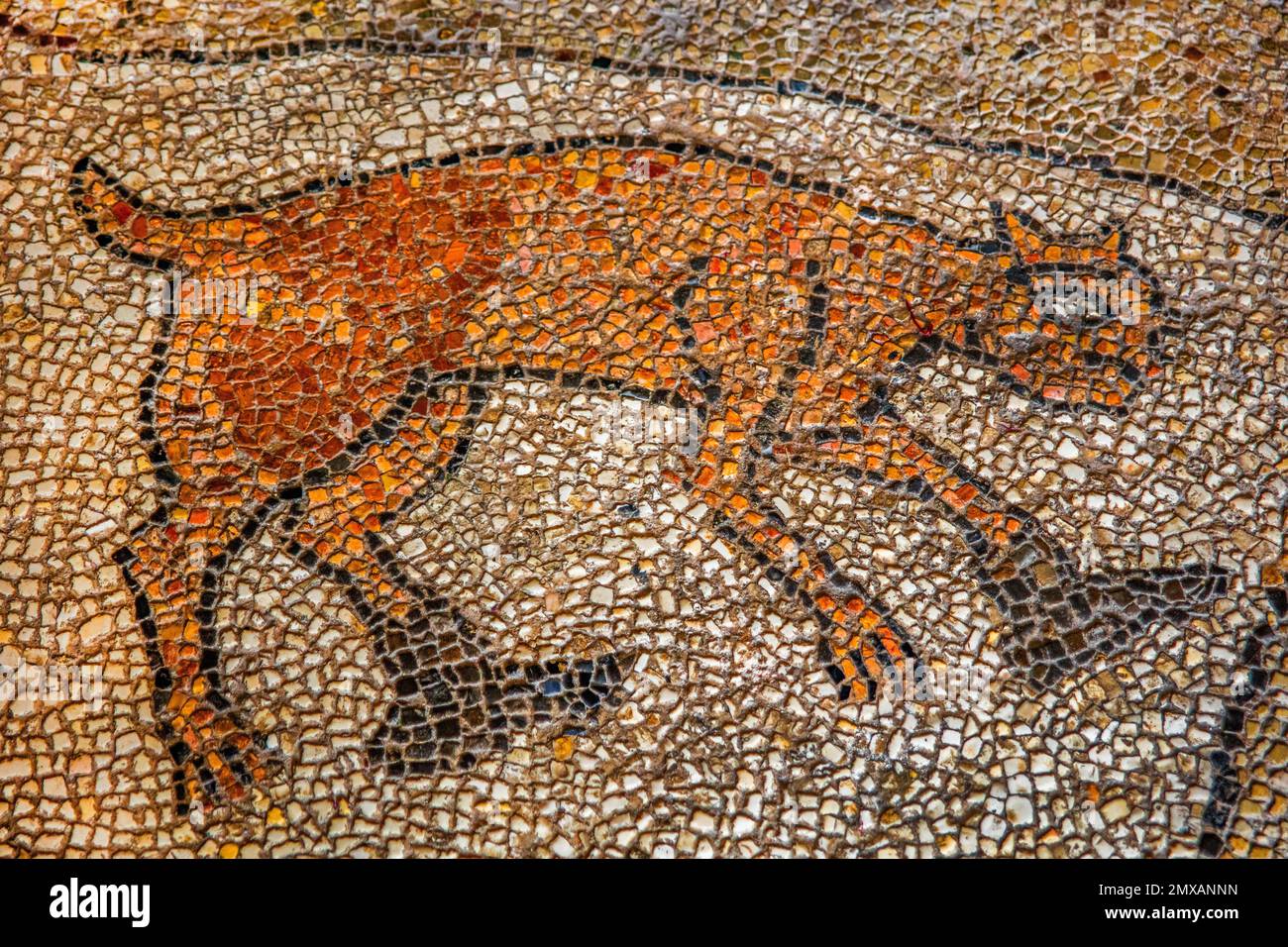 Chat avec châles, mosaïque de sol dans la cathédrale dell' Annunziata, Otranto, Puglia, Otranto, Puglia, Italie Banque D'Images