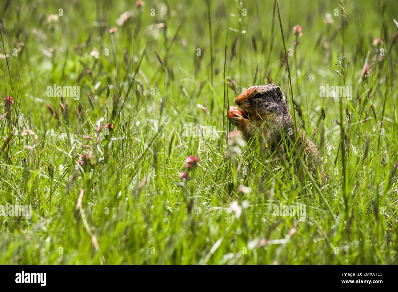 L'écureuil du Columbian Ground mange des baies. Un rongeur tombe dans l'herbe des montagnes Rocheuses. Faune Banff, Alberta. Canada Banque D'Images